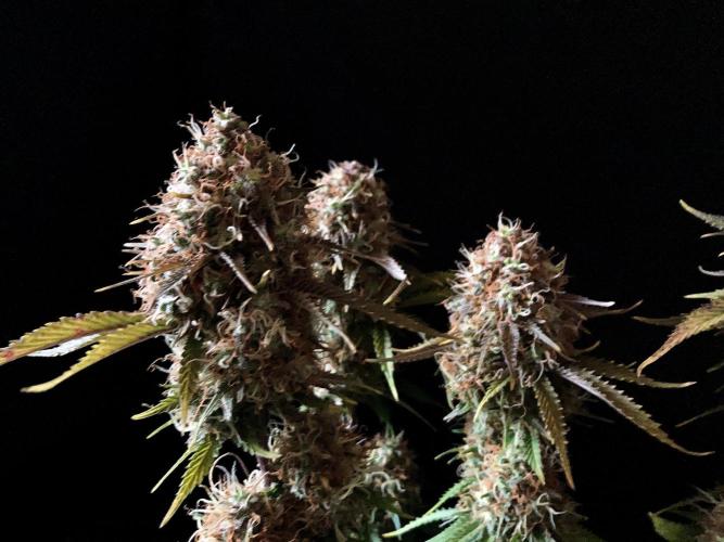 3M 🔥 Txerri Bilbo Haze. Week 15