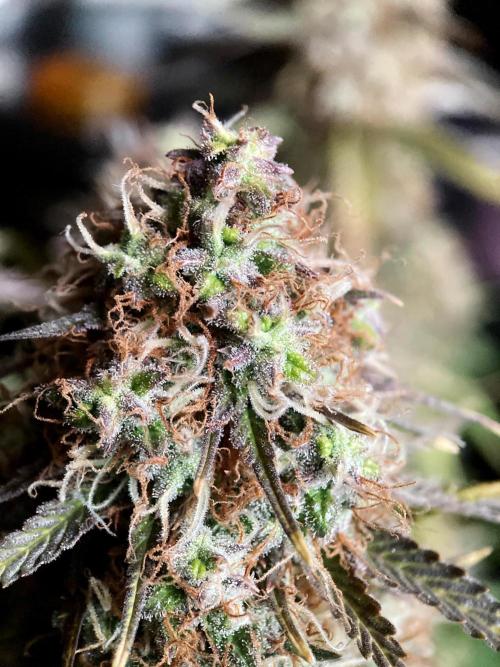 3M 🔥 Txerri Bilbo Haze. Week 15