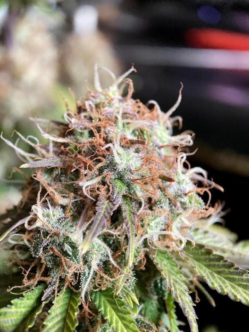 3M 🔥 Txerri Bilbo Haze. Week 15