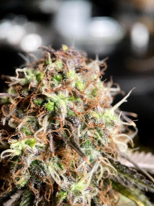 3M 🔥 Txerri Bilbo Haze. Week 15