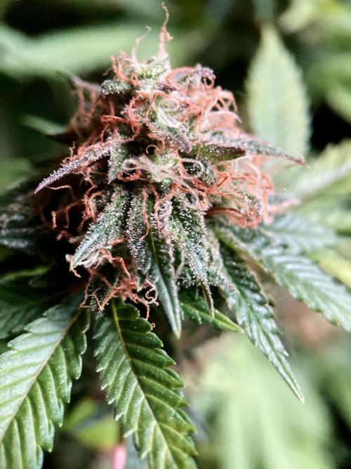 3M 🔥 Txerri Bilbo Haze. Week 15