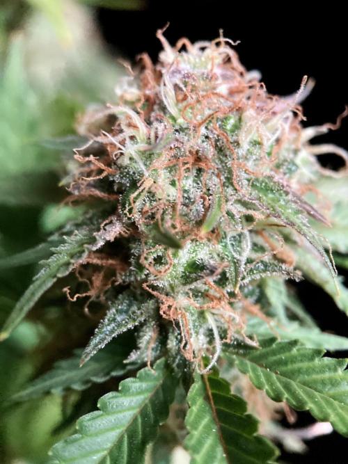 3M 🔥 Txerri Bilbo Haze. Week 15