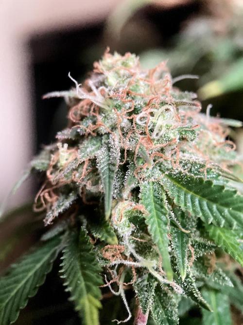 3M 🔥 Txerri Bilbo Haze. Week 15