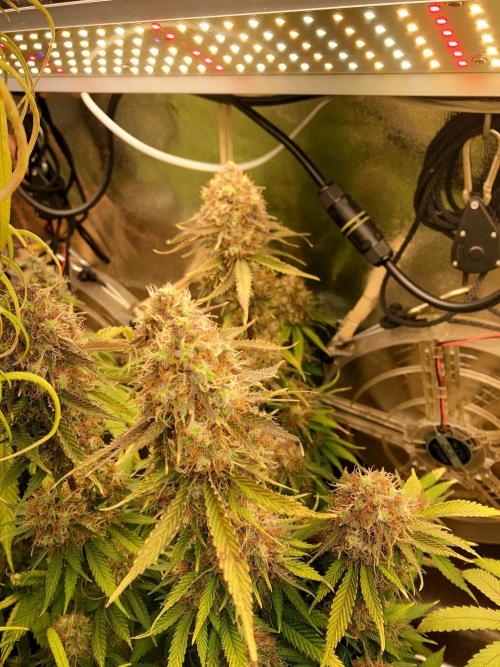 3M 🔥 Txerri Bilbo Haze. Week 15