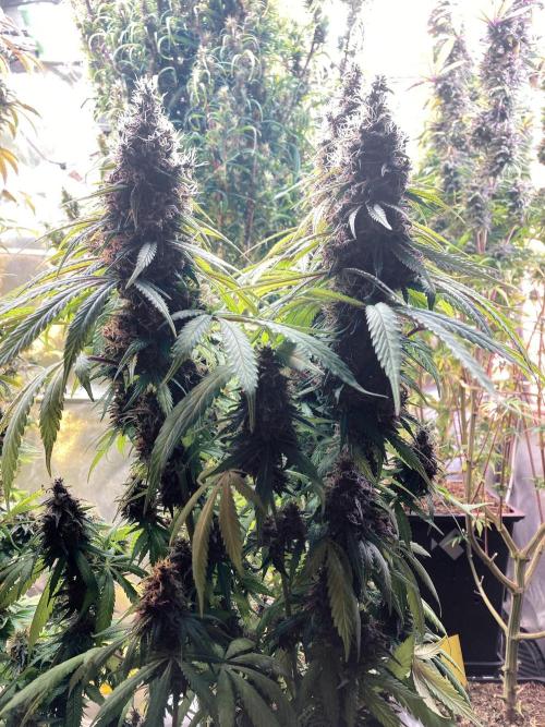 3M 🔻 Mendocino Purple Kush. Week 14