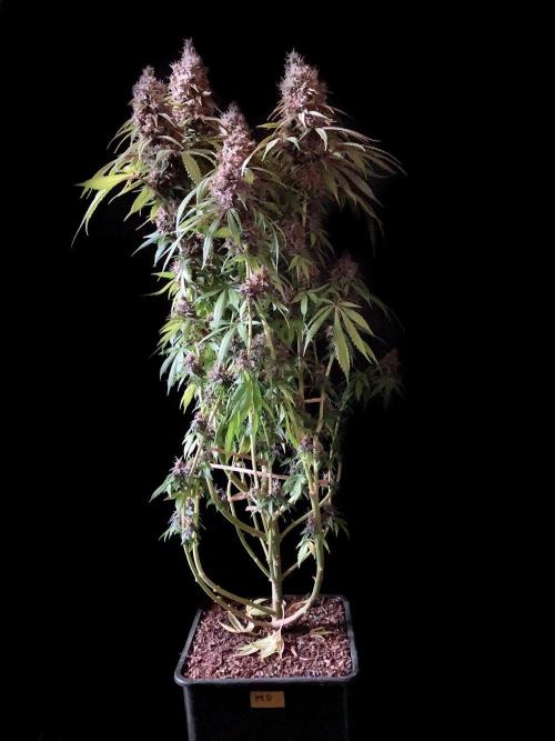 3M 🔻 Mendocino Purple Kush. Week 14