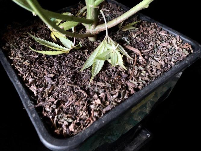 3M 🔻 Mendocino Purple Kush. Week 14