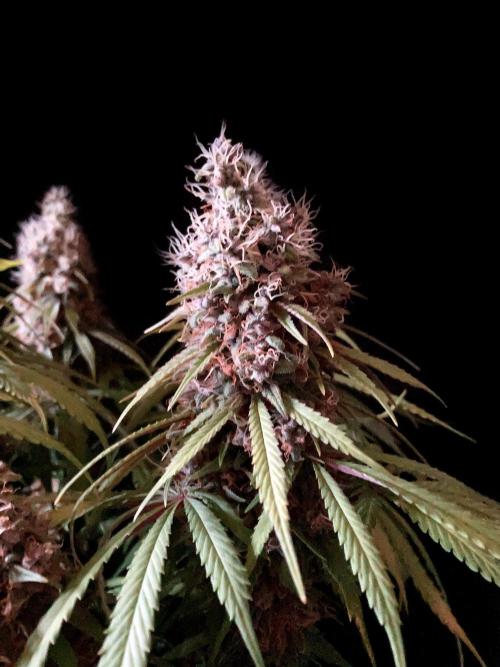 3M 🔻 Mendocino Purple Kush. Week 14