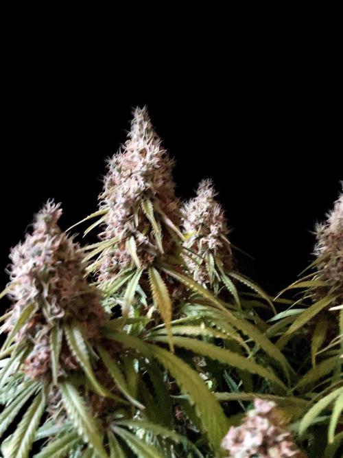 3M 🔻 Mendocino Purple Kush. Week 14