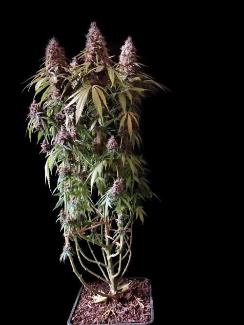 3M 🔻 Mendocino Purple Kush. Week 14