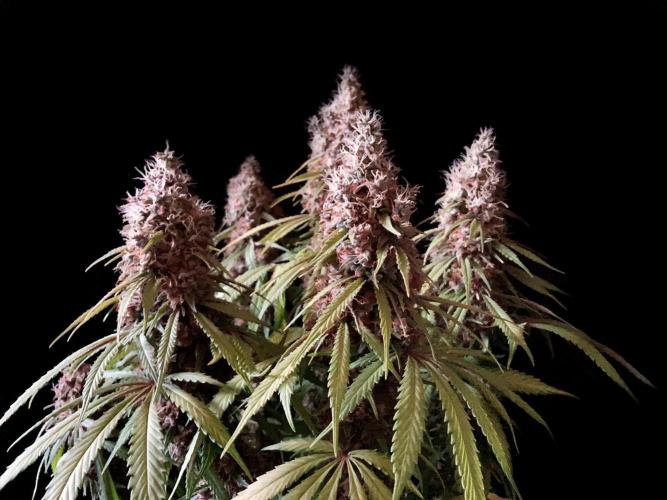 3M 🔻 Mendocino Purple Kush. Week 14