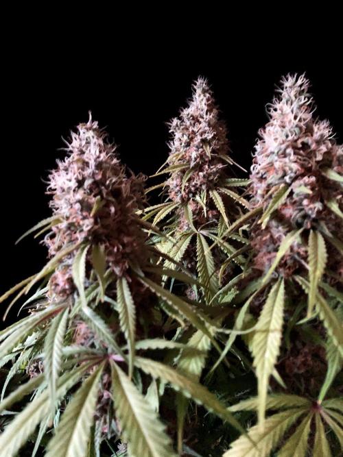 3M 🔻 Mendocino Purple Kush. Week 14