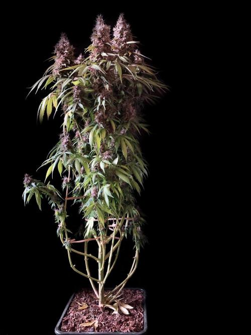 3M 🔻 Mendocino Purple Kush. Week 14