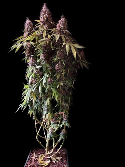 3M 🔻 Mendocino Purple Kush. Week 14