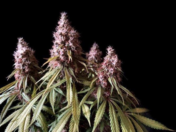 3M 🔻 Mendocino Purple Kush. Week 14