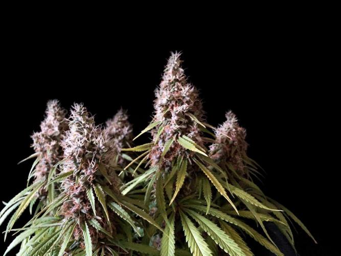 3M 🔻 Mendocino Purple Kush. Week 14