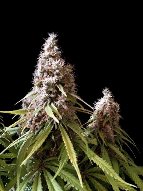 3M 🔻 Mendocino Purple Kush. Week 14