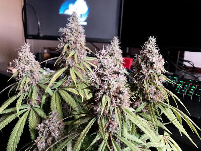 3M 🔻 Mendocino Purple Kush. Week 14