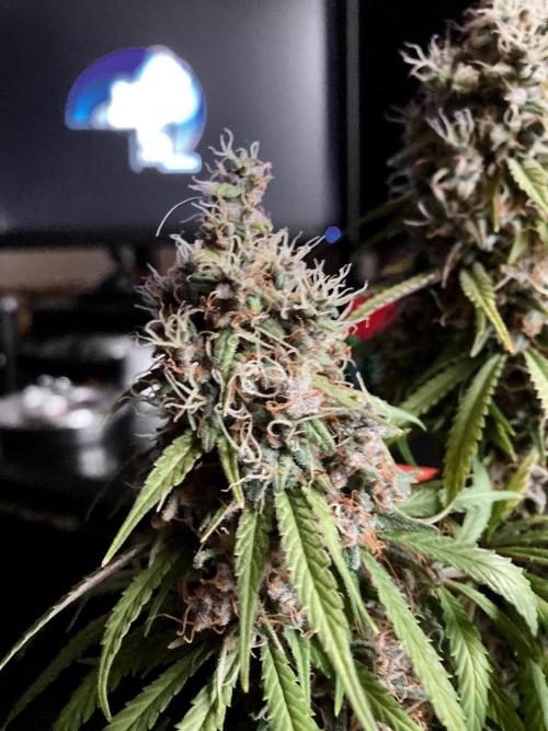 3M 🔻 Mendocino Purple Kush. Week 14