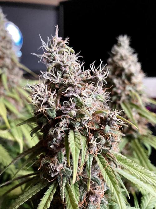 3M 🔻 Mendocino Purple Kush. Week 14