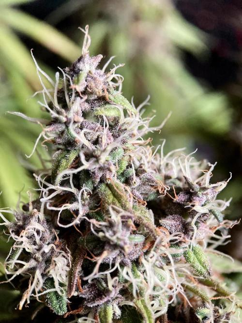 3M 🔻 Mendocino Purple Kush. Week 14