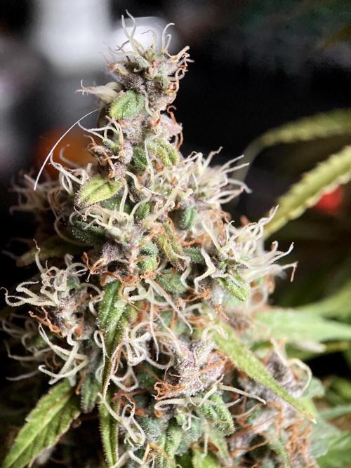 3M 🔻 Mendocino Purple Kush. Week 14