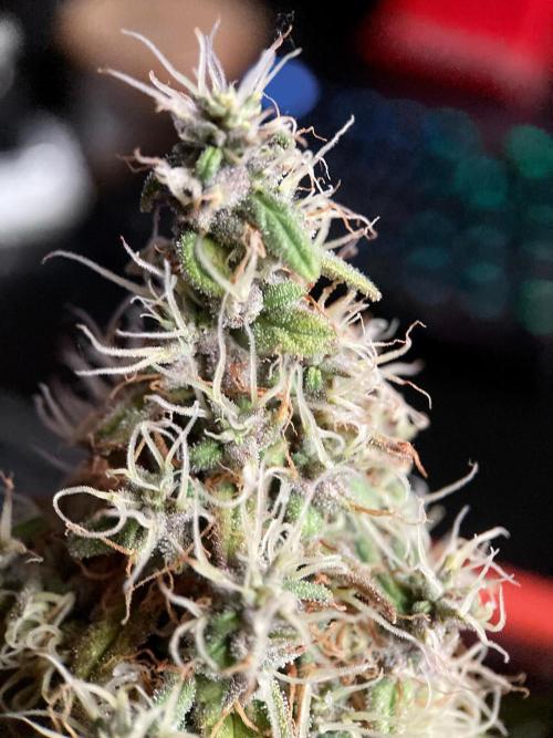 3M 🔻 Mendocino Purple Kush. Week 14