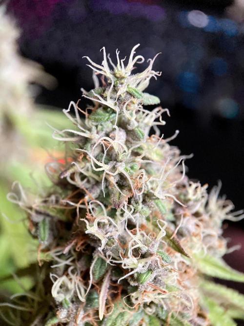 3M 🔻 Mendocino Purple Kush. Week 14