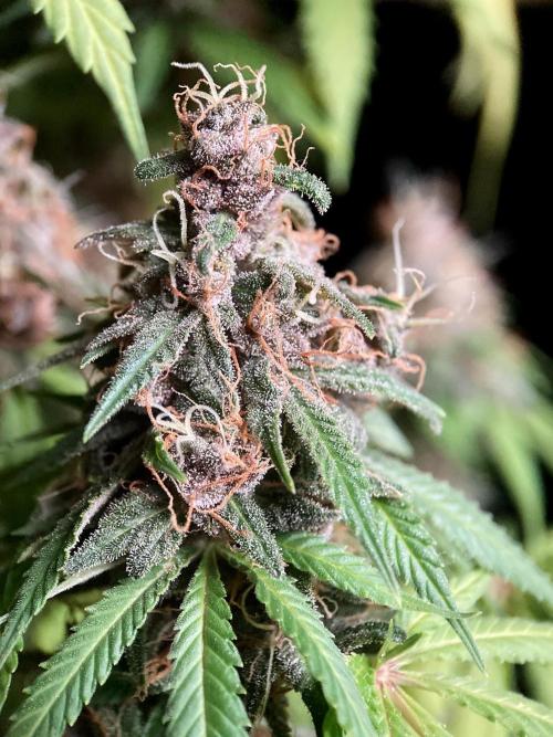 3M 🔻 Mendocino Purple Kush. Week 14