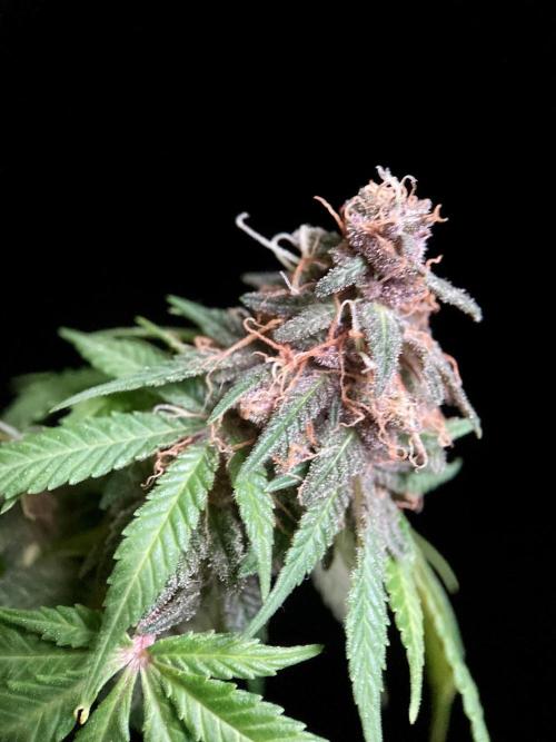 3M 🔻 Mendocino Purple Kush. Week 14