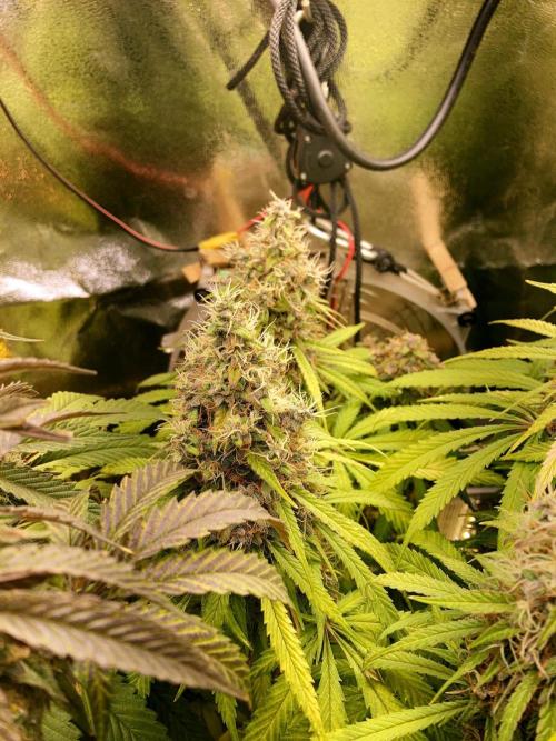 3M 🔻 Mendocino Purple Kush. Week 14