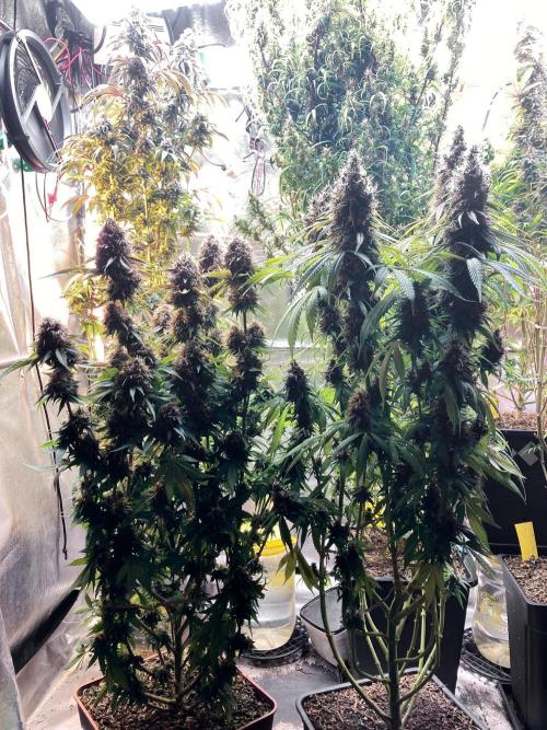 3M 🔻 Mendocino Purple Kush. Week 14