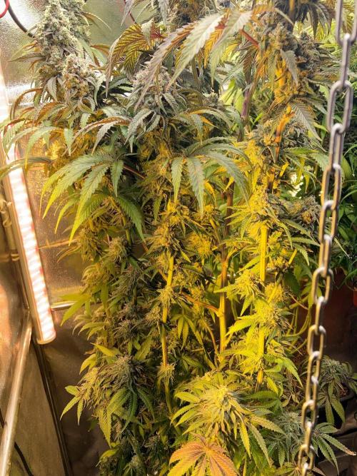 3M 🔻 Mendocino Purple Kush. Week 14