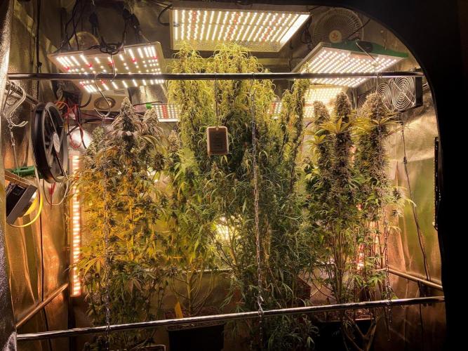 3M 🔻 Mendocino Purple Kush. Week 14