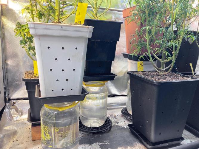 3M 🔻 Mendocino Purple Kush. Week 14