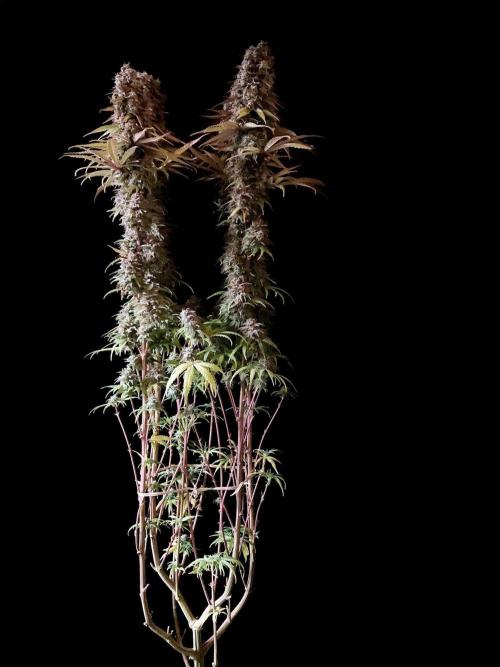 3M 🌟 Bahia Black Head. Week 16