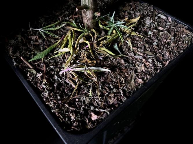 3M 🌟 Bahia Black Head. Week 16