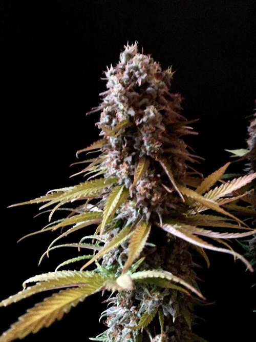 3M 🌟 Bahia Black Head. Week 16