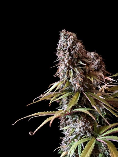 3M 🌟 Bahia Black Head. Week 16