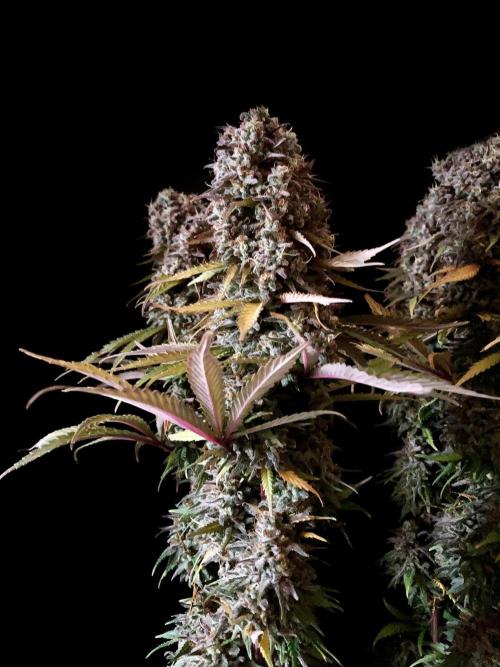 3M 🌟 Bahia Black Head. Week 16