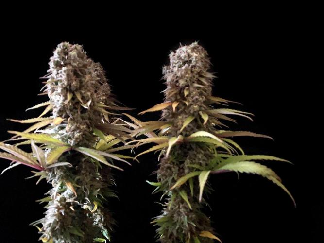 3M 🌟 Bahia Black Head. Week 16