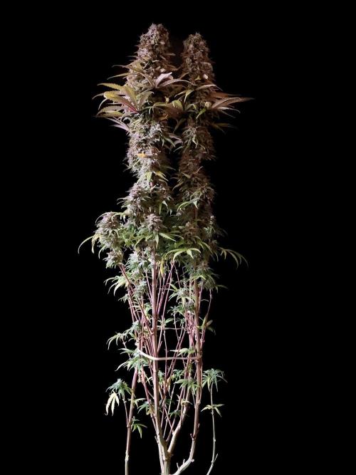 3M 🌟 Bahia Black Head. Week 16