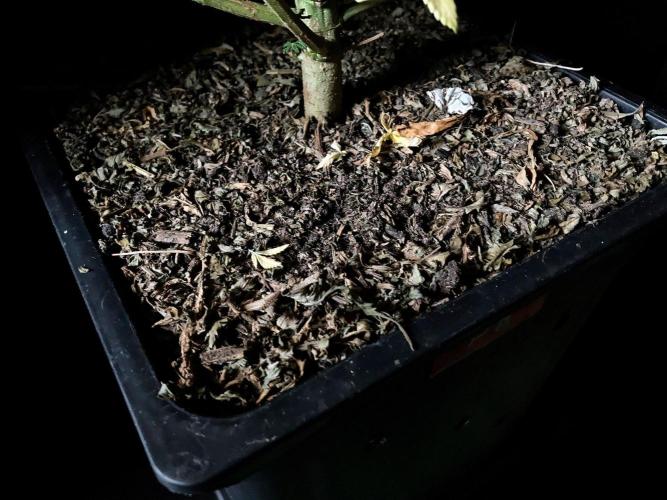 3M 🌟 Bahia Black Head. Week 16