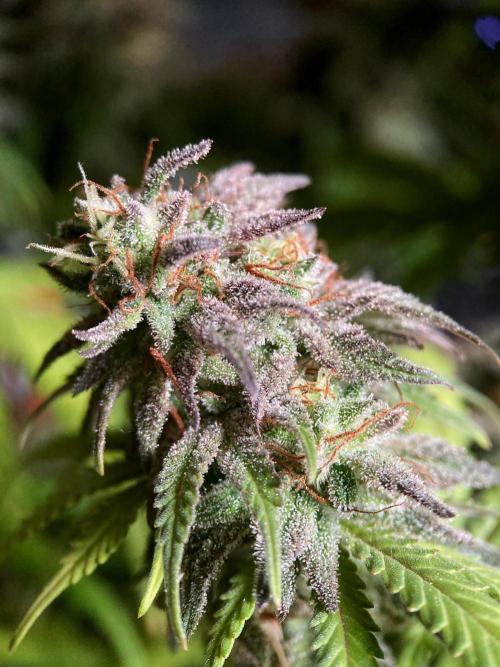 3M 🌟 Bahia Black Head. Week 16