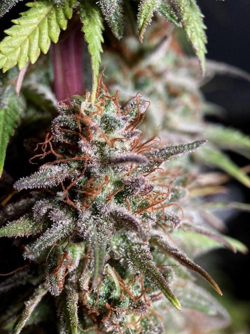 3M 🌟 Bahia Black Head. Week 16