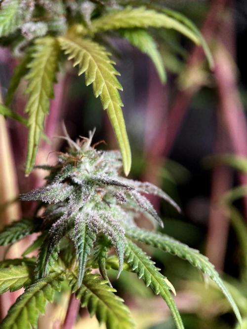 3M 🌟 Bahia Black Head. Week 16