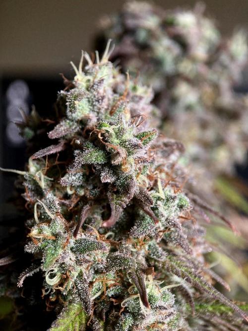 3M 🌟 Bahia Black Head. Week 16