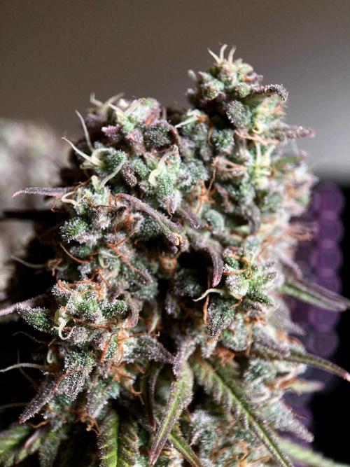 3M 🌟 Bahia Black Head. Week 16