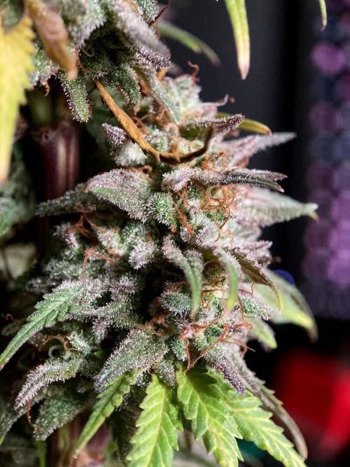 3M 🌟 Bahia Black Head. Week 16