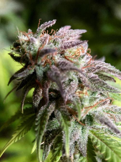 3M 🌟 Bahia Black Head. Week 16